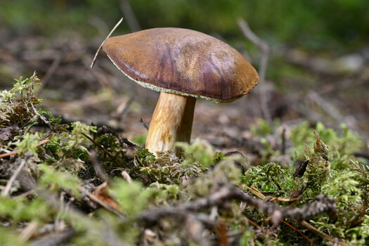 NZ8_0433.JPG