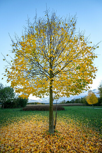2025-10-18_Tulln_Herbst_0002.jpg