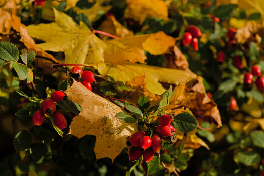 Okt18_0015.jpg