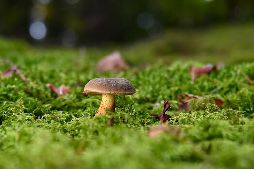 NZ8_0548.JPG