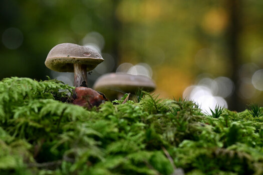 NZ8_0560.JPG