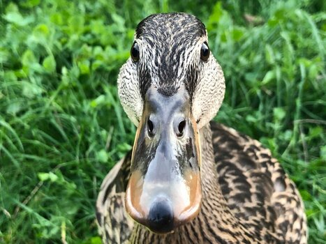 ente.JPG