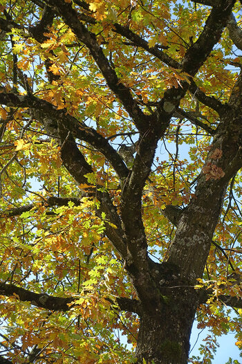 DSC08102.f.jpg