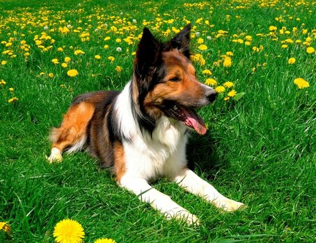 hund.JPG