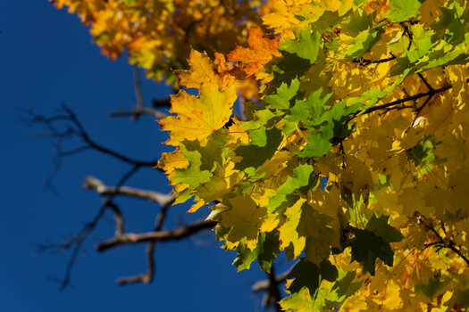750_4470_DxO.jpg