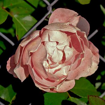 cp_N63_1940_ji.jpg