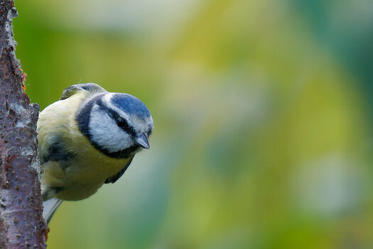 NA210199nikon-2.jpg