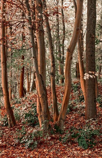 wald1.jpg