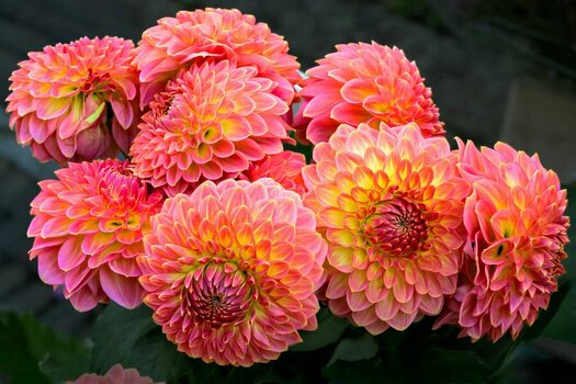 cp_N63_jm041977.jpg