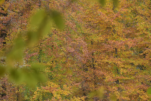 DSC_6810.jpg