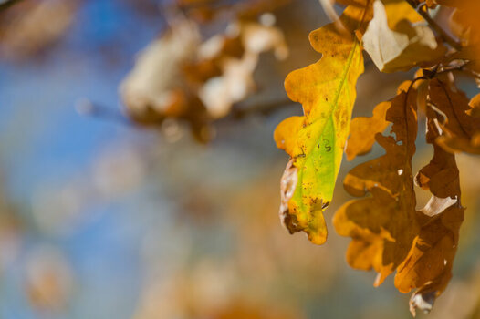 Okt30_0018.jpg