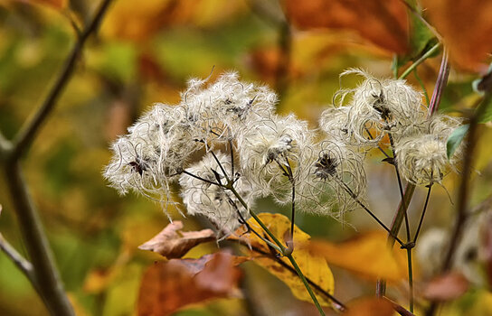 DSC_6858.f.jpg