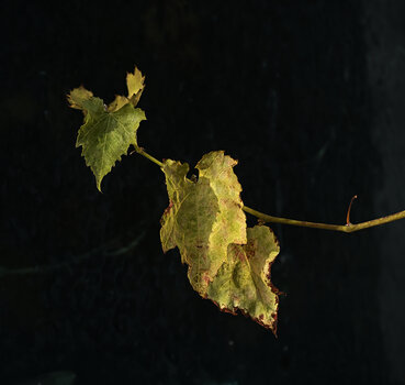 DSC_7016.f.jpg
