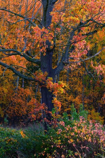 oak.jpg
