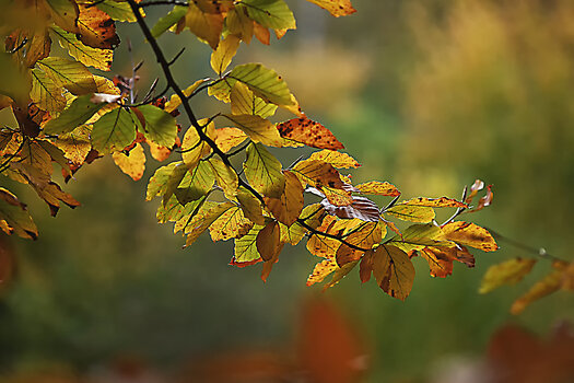 DSC_6815.f.2.jpg
