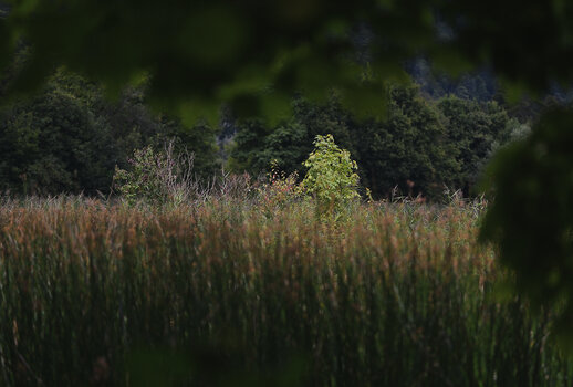 DSC_6023.2.f.jpg
