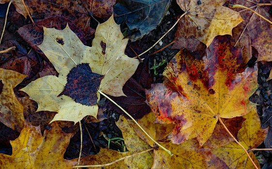 comp_Herbstlaub 2.jpg