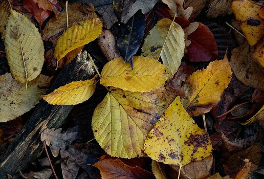 comp_Herbstlaub 3.jpg