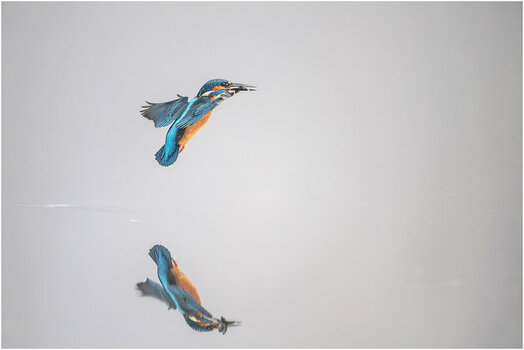 NZ8_2053+1,5mkl Eisvogel D.jpg
