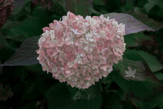 cp_N63_jm042295.jpg