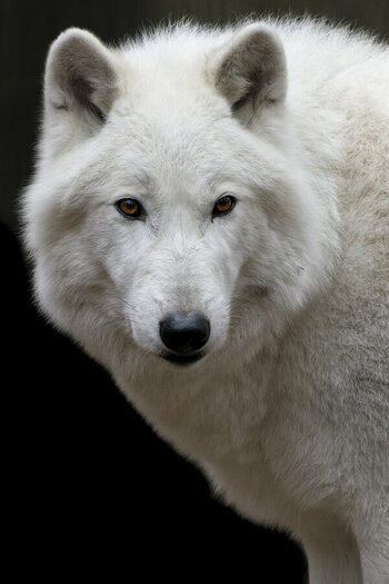 Portrait Polarwolf.jpg