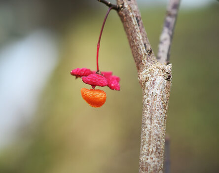 DSC_1745.f.jpg
