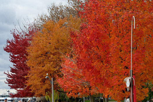 Toronto-red-(1)_2025_DxO.jpg