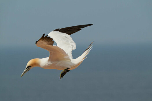 DSC_4966a-1.jpg