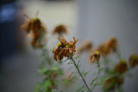 comp__DSC1069.jpg
