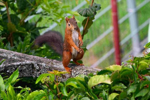DSC_0067a.jpg