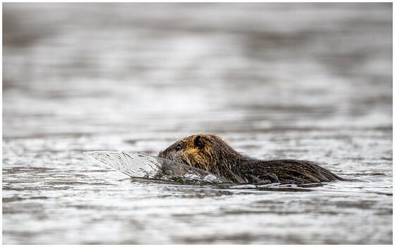 NZ8_3025+mkl1,5h Nutria .jpg