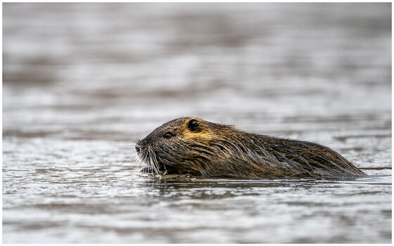 NZ8_3027+mkl1,5h Nutria .jpg