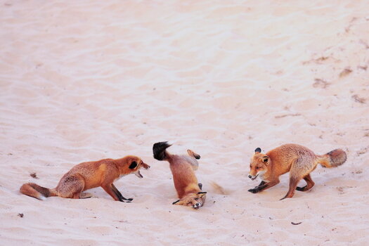 k_Paula-Rustemeier_Hit-the-dance-floor-Foxes-in-a-breakdance-battle.jpg