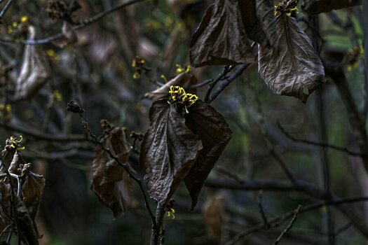 hamamelis.jpg