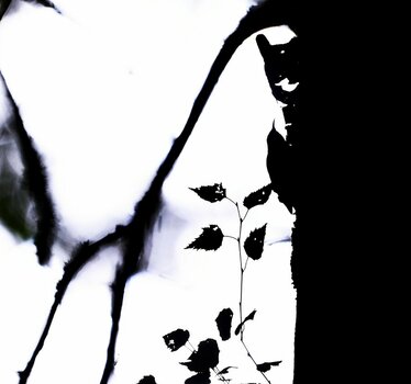 baum-1.jpg