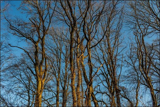 comp_Eichen Wimmelbild.jpg
