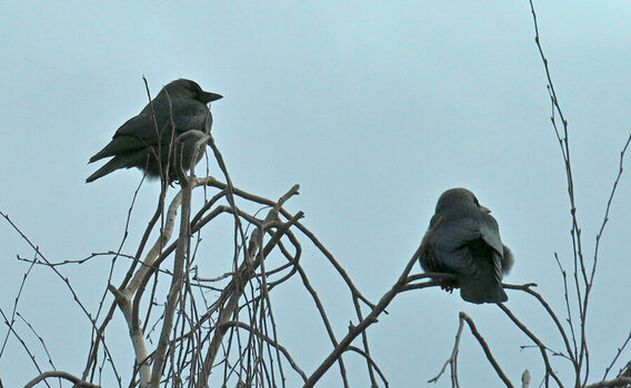 DSC_1651_001.JPG