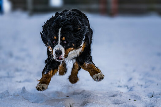 DSC_0249-2.jpg