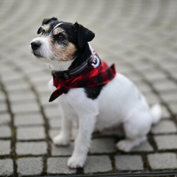 DSC_5421 - Kopie.JPG