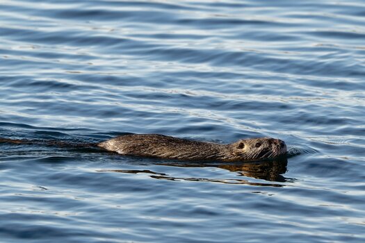 nutria.jpg