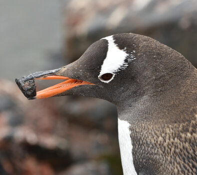 AA_Semi_24_Gentoo_B_D750573.JPG