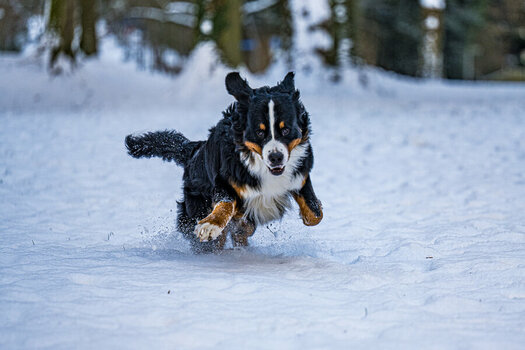 DSC_0232-2.jpg