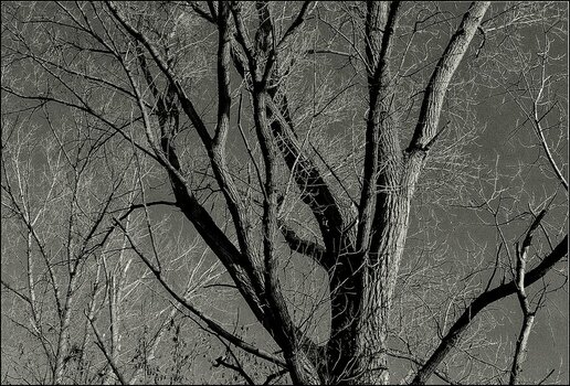 comp_Kodak Gold Winterbaum sw.jpg