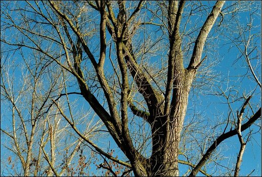 comp_Kodak Gold Winterbaum.jpg