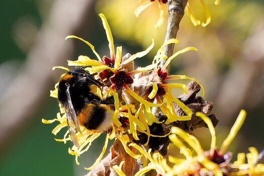 bombus.jpg