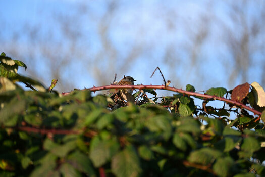 DSC_0114-2-3.jpg
