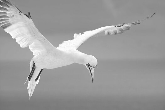 D75_1845bw.jpg