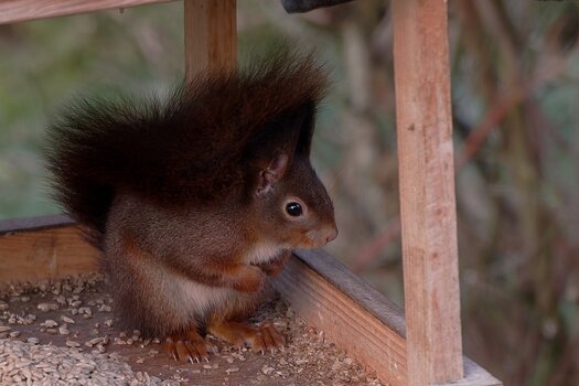 mhörnchen 26.01.22.jpg