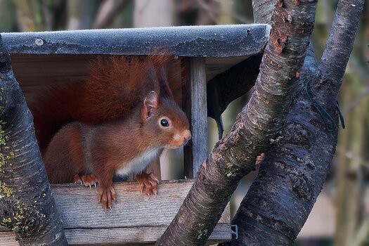 whörnchen 26.01.22.jpg