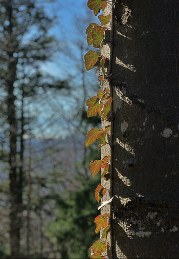DSC_7403.f.jpg